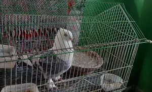 খাঁচাসহ একটি সার্টিন কবুতর