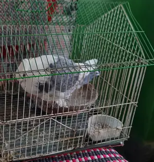 Satin Pigeon with Cage