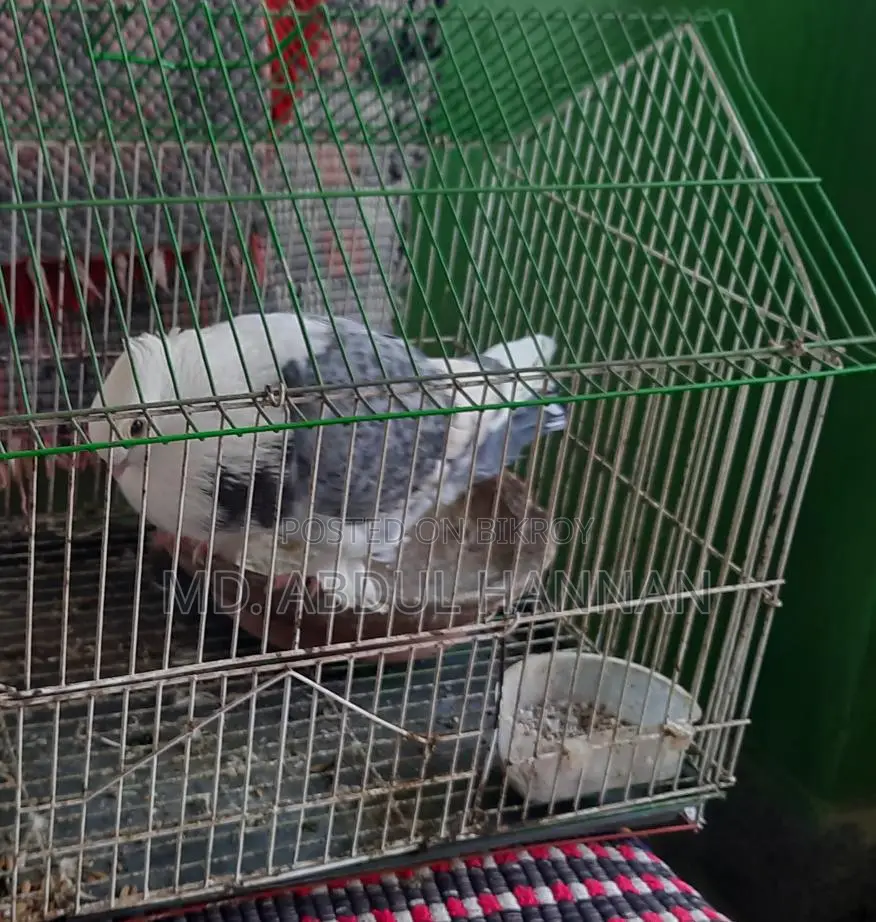 Satin Pigeon with Cage