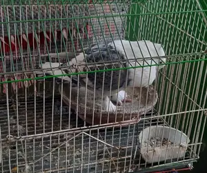 Satin Pigeon with Cage