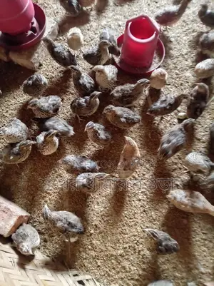Egg-Laying Quail Birds for Sale
