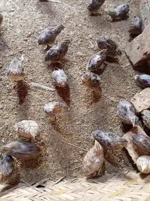 ডিম পাড়া কোয়েল পাখি বিক্রয় করা হবে