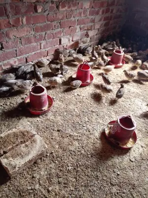 ডিম পাড়া কোয়েল পাখি বিক্রয় করা হবে
