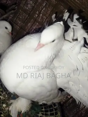 পোষা কবুতর