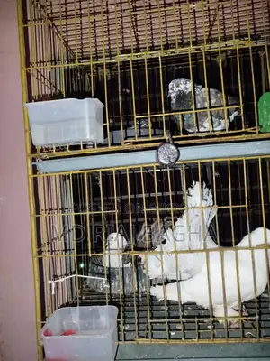 পোষা কবুতর