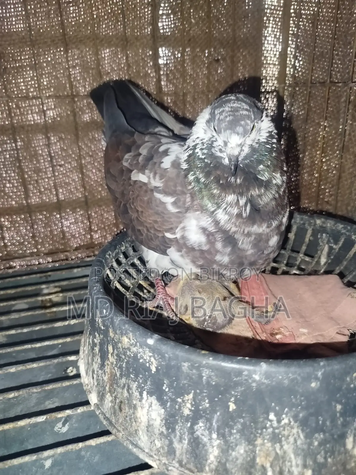 পোষা কবুতর