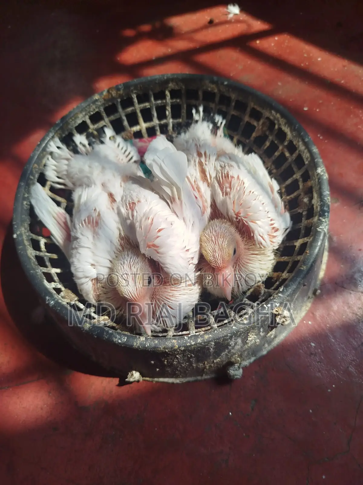 পোষা কবুতর