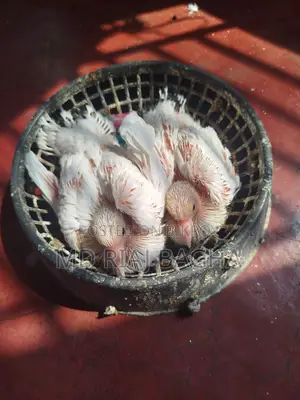 পোষা কবুতর