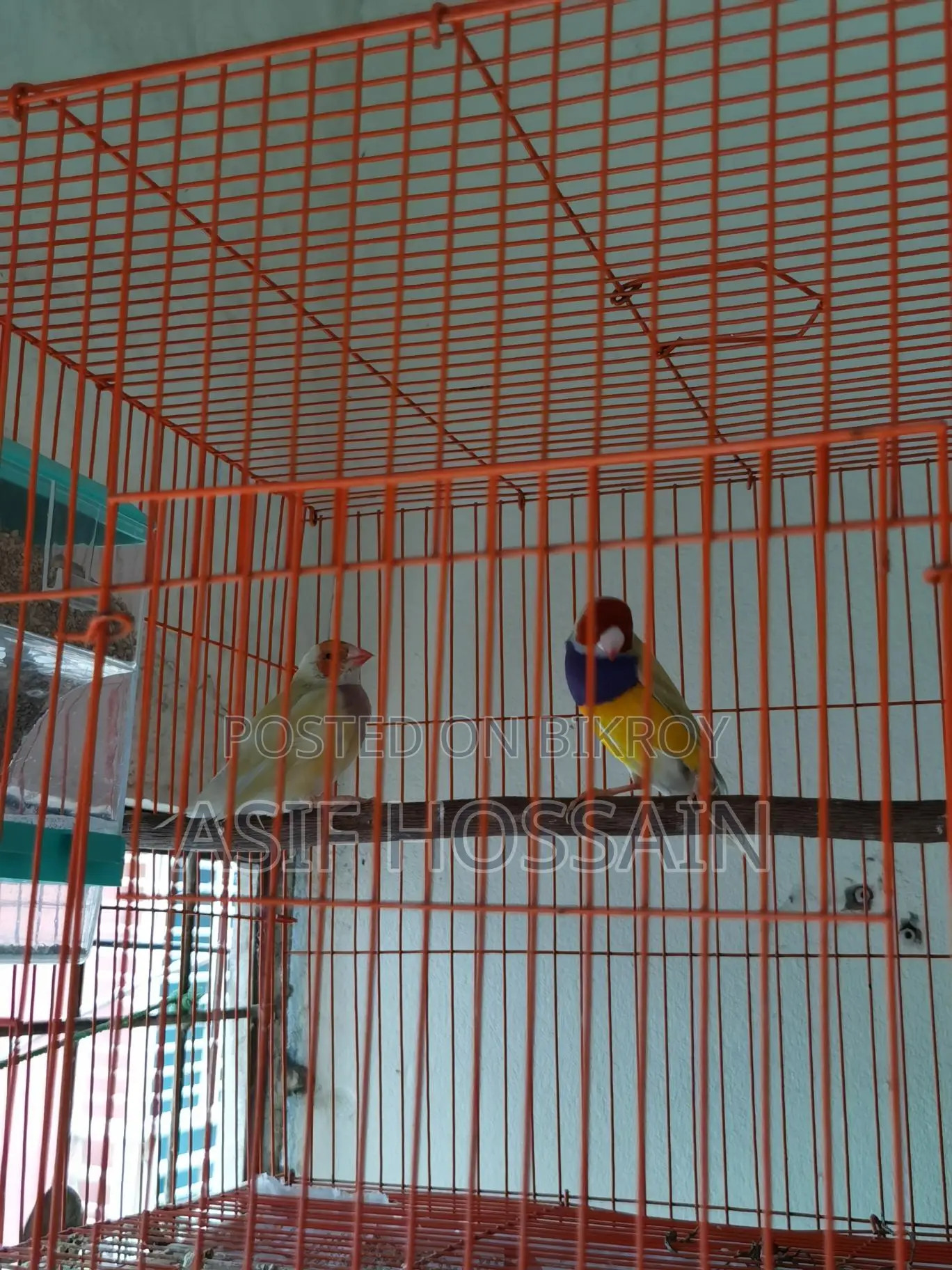 Groldian Finch New Adult Pair & Full Tame Cockatiel Baby
