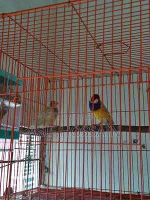 Groldian Finch New Adult Pair & Full Tame Cockatiel Baby