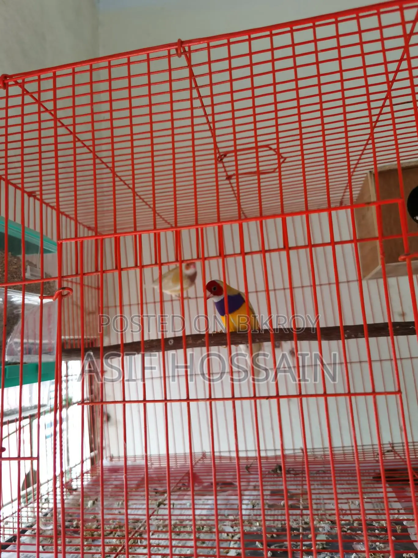 Groldian Finch New Adult Pair & Full Tame Cockatiel Baby