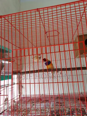 Groldian Finch New Adult Pair & Full Tame Cockatiel Baby