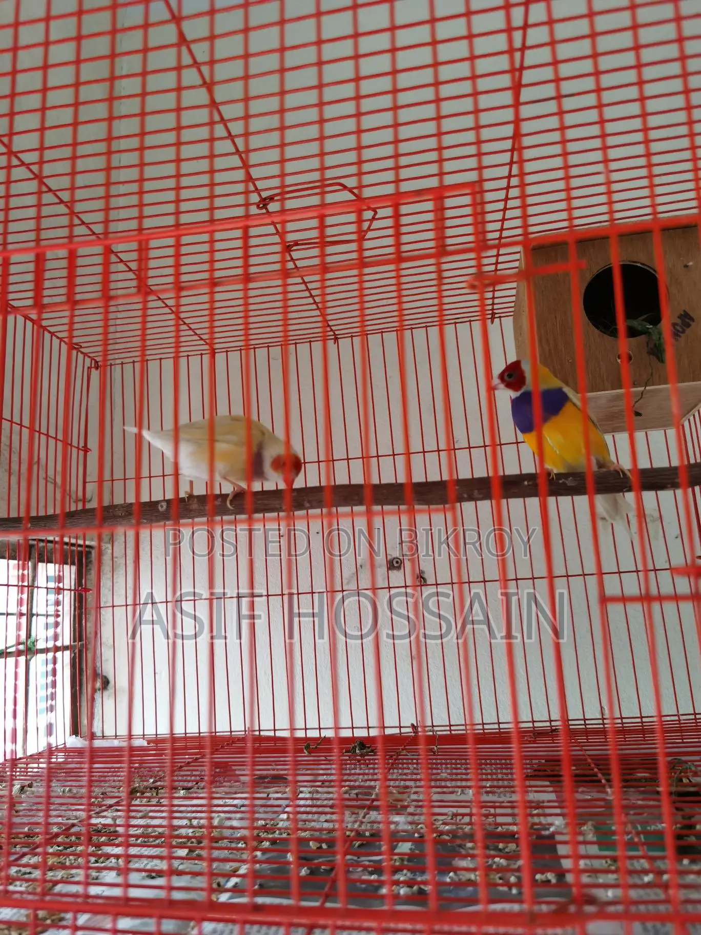 Groldian Finch New Adult Pair & Full Tame Cockatiel Baby