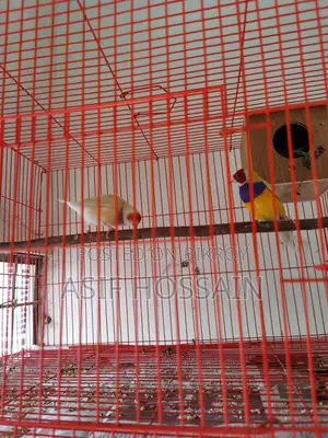 Groldian Finch New Adult Pair & Full Tame Cockatiel Baby