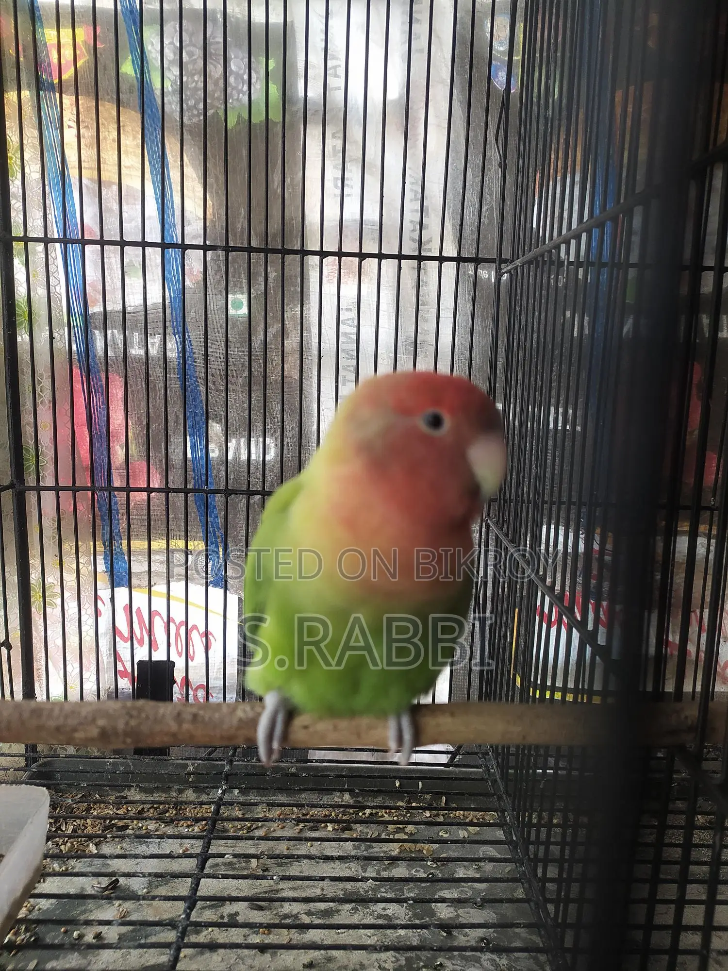 Lovebird for Sale