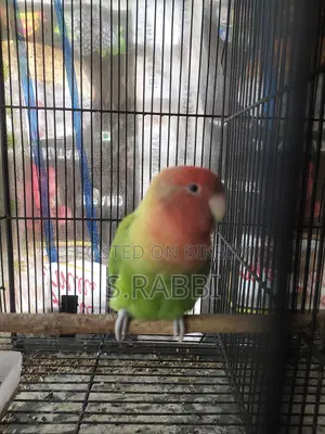Lovebird for Sale