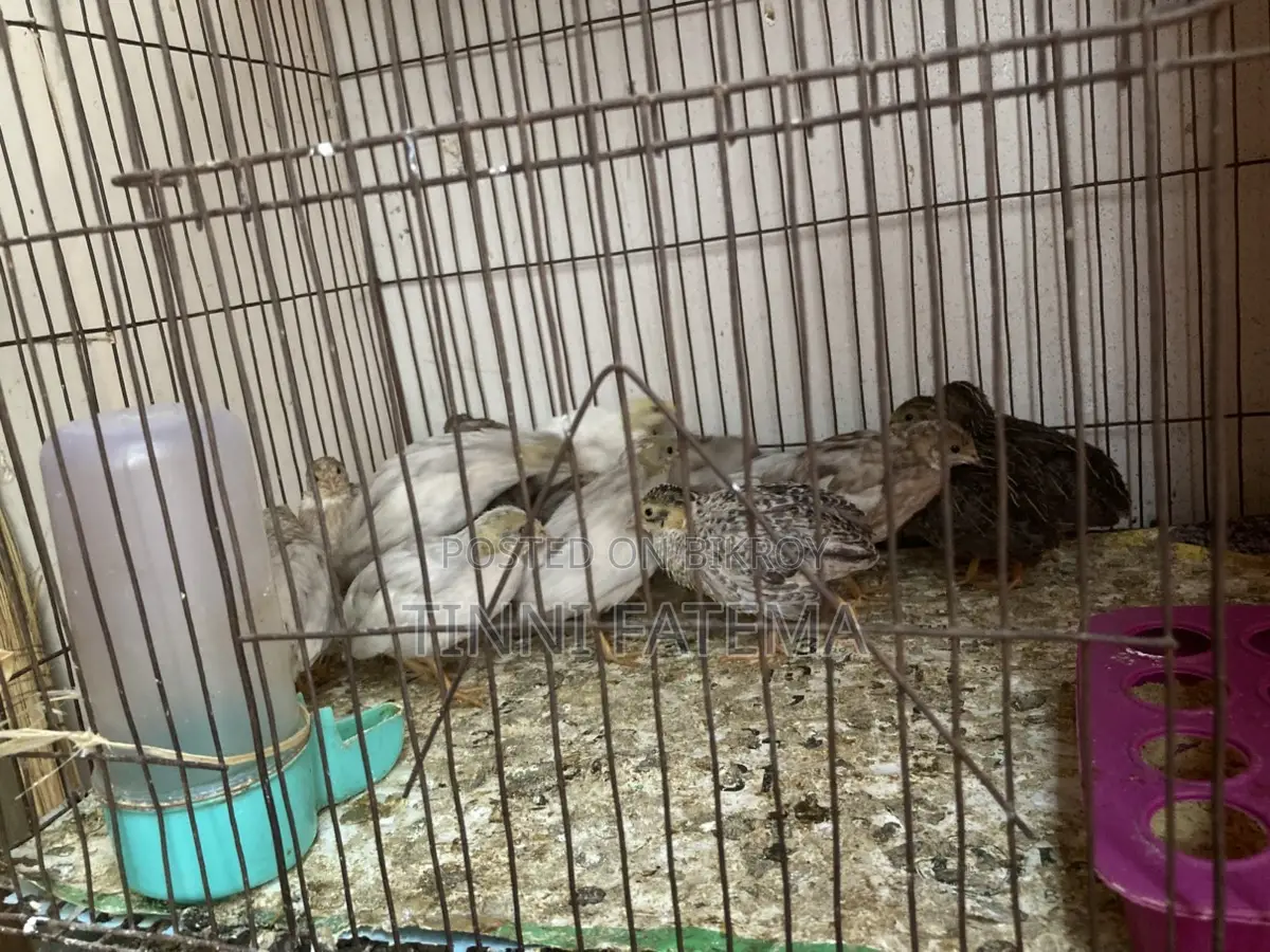 King Quail
