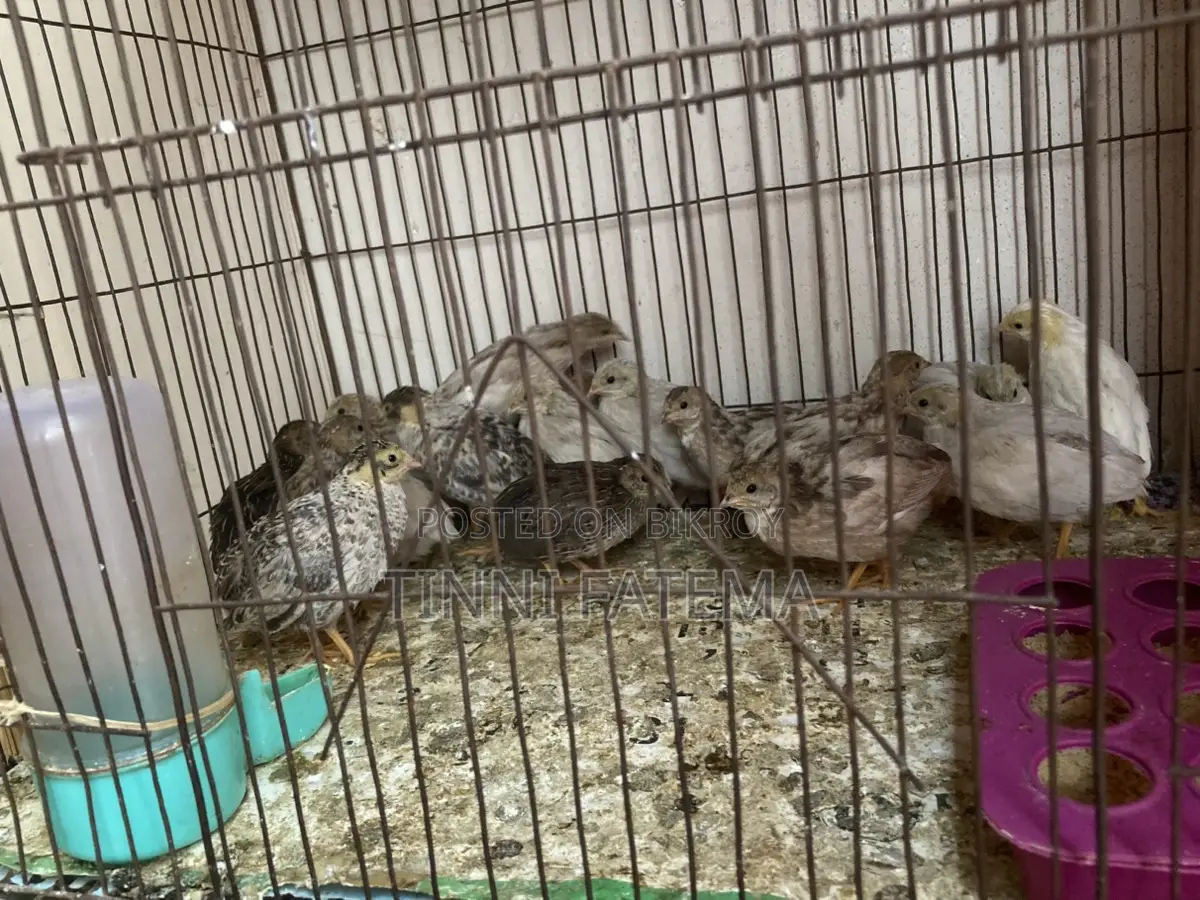 King Quail