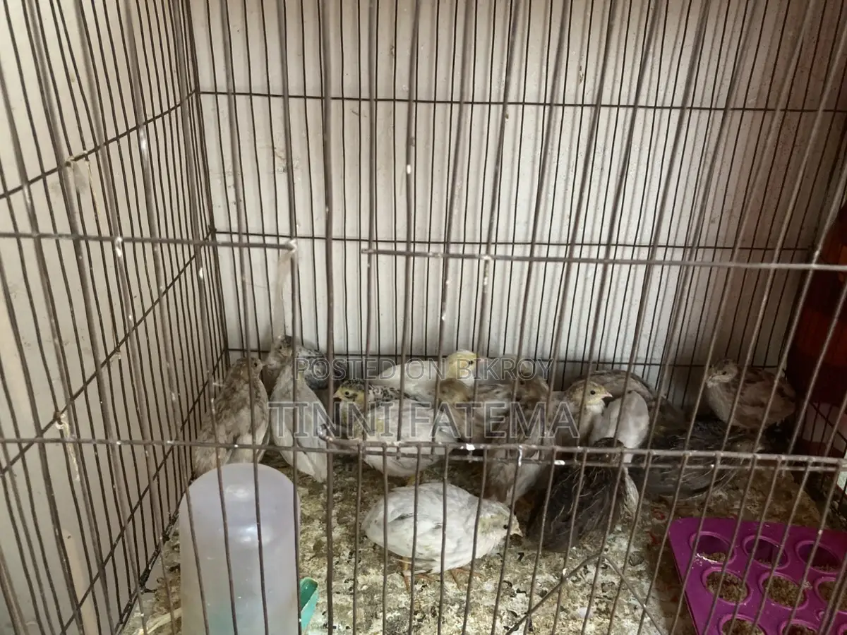 King Quail