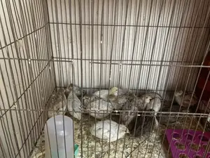 King Quail