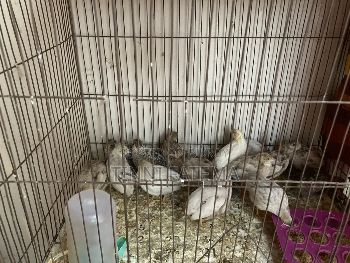 King Quail
