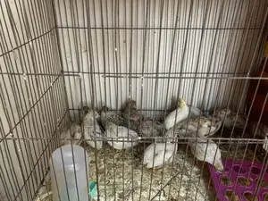 King Quail