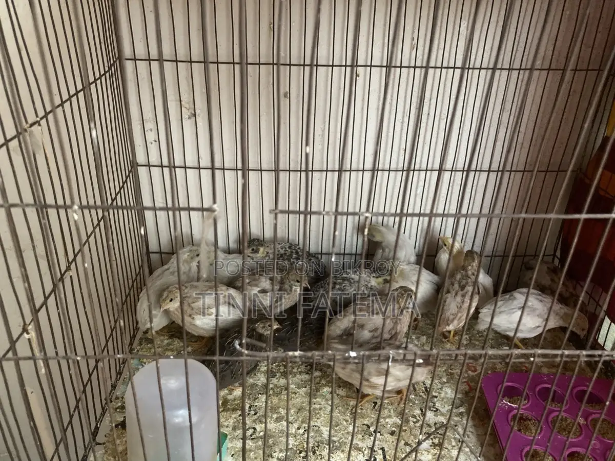 King Quail