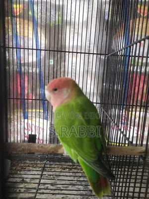 Lovebird for Sale