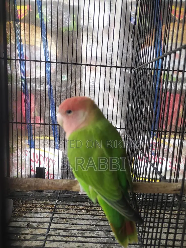 Lovebird for Sale