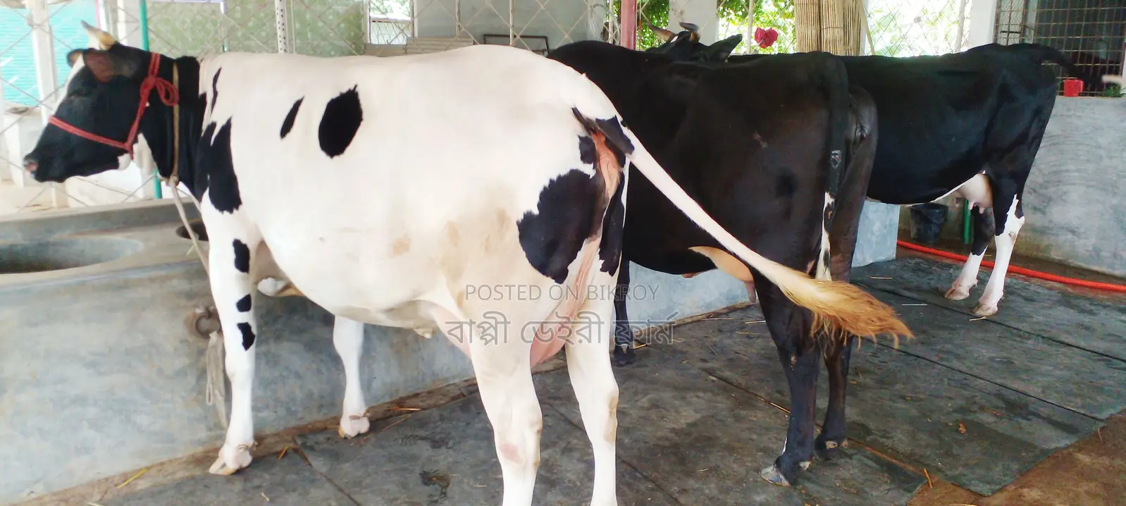 ৩টি গাভী বিক্রয় হবে।(১০৩৮ নং )