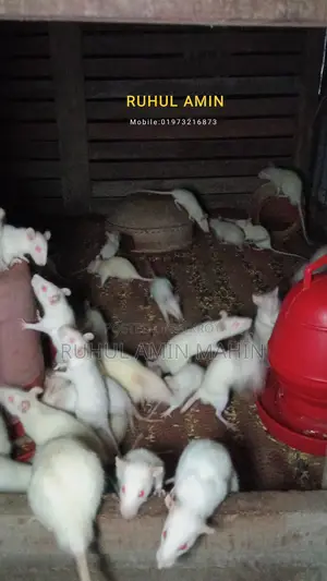 Feeder Rats Available – ইঁদুর বিক্রি।