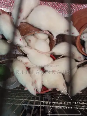 Feeder Rats Available