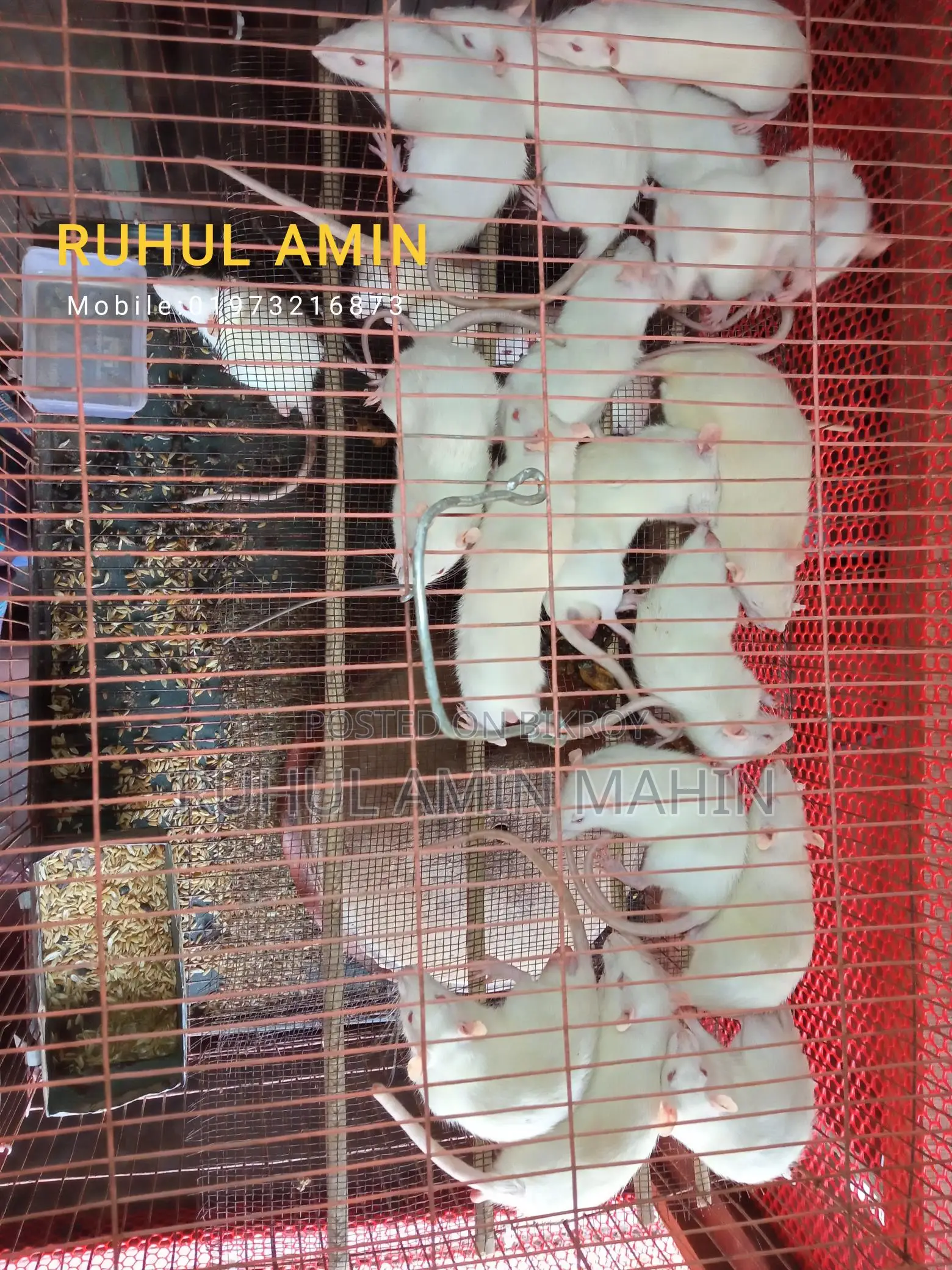 Feeder Rats Available