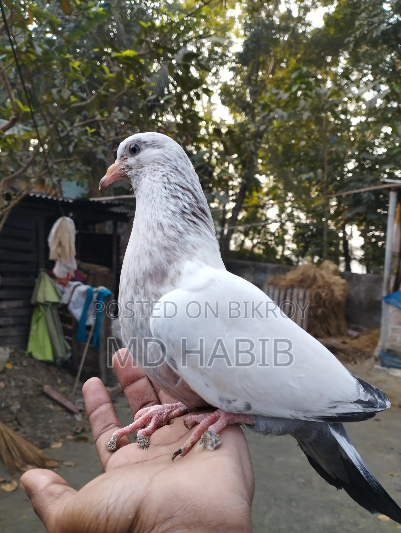 গিরিবাজ ক্রস