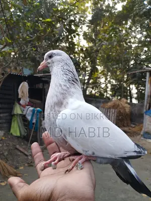 গিরিবাজ ক্রস