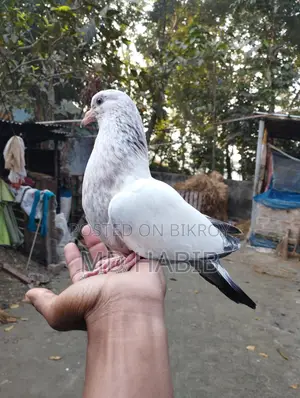 গিরিবাজ ক্রস