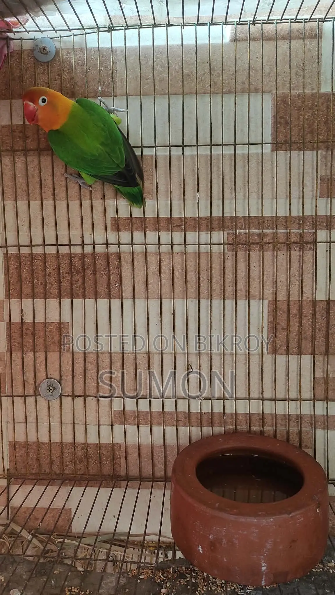 Love Bird Single Male