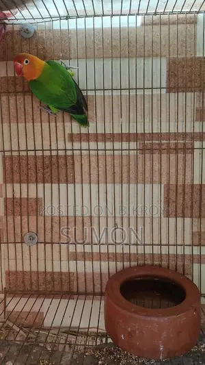 Love Bird Single Male