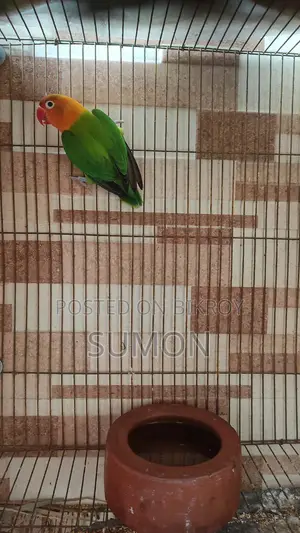 Love Bird Single Male