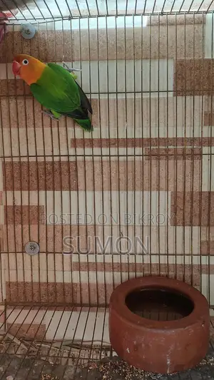 Love Bird Single Male