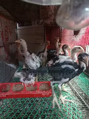 Fighter Chicken Chicks