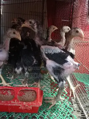 Fighter Chicken Chicks