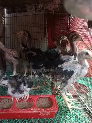 Fighter Chicken Chicks