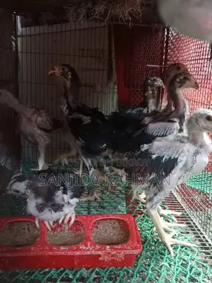 Fighter Chicken Chicks