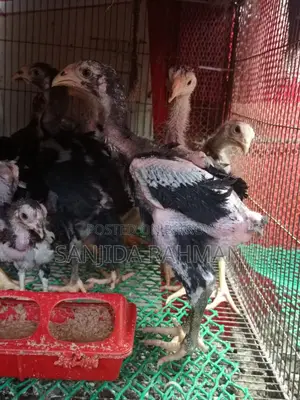 Fighter Chicken Chicks