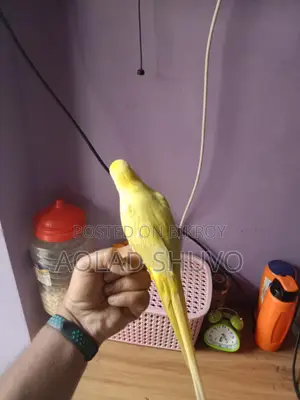 Tame Yellow Parrot