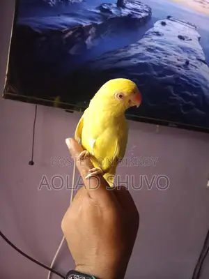 Tame Yellow Parrot