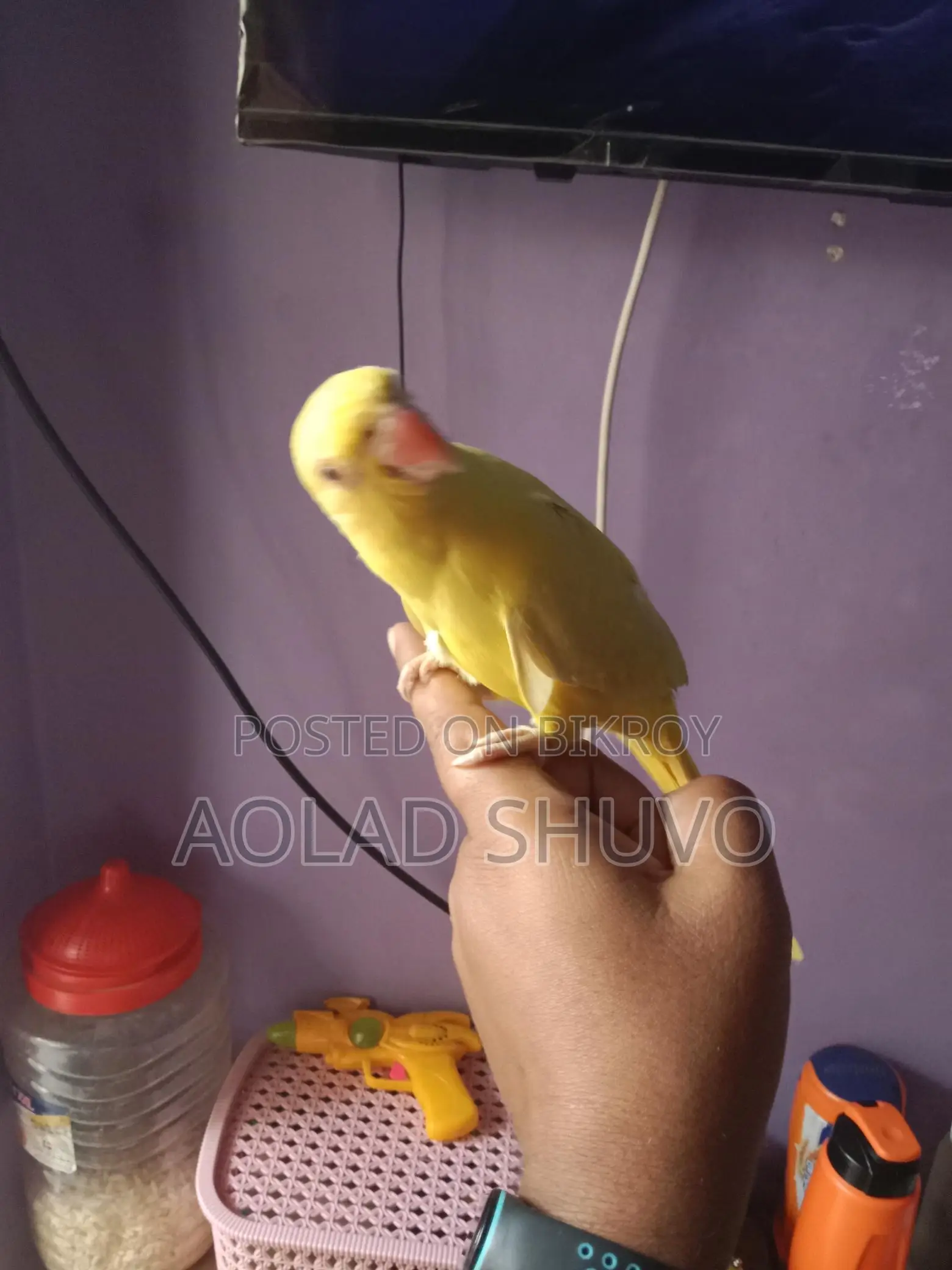 Tame Yellow Parrot