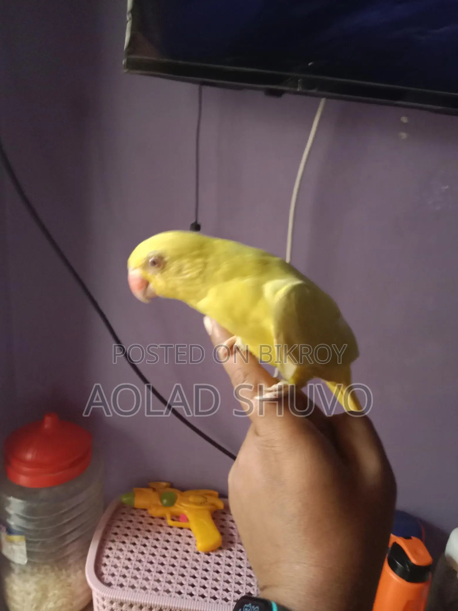 Tame Yellow Parrot