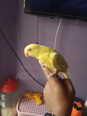 Tame Yellow Parrot